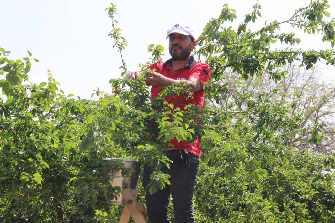 Sadece bu kentte yetişiyor: Kilosu 100 TL'den kapışılıyor! Hasat, bu yıl erken başladı 11